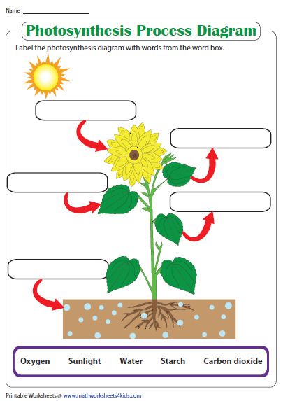 Printable Photosynthesis Diagram Worksheet