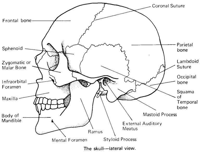 Unlabeled Skull Anatomy Coloring Pages