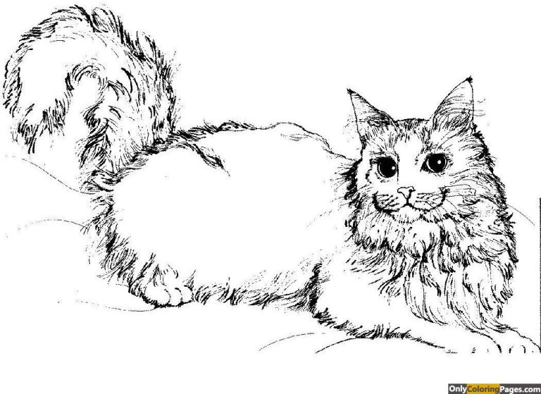 Coloring Template Realistic Kitten Cat Coloring Pages