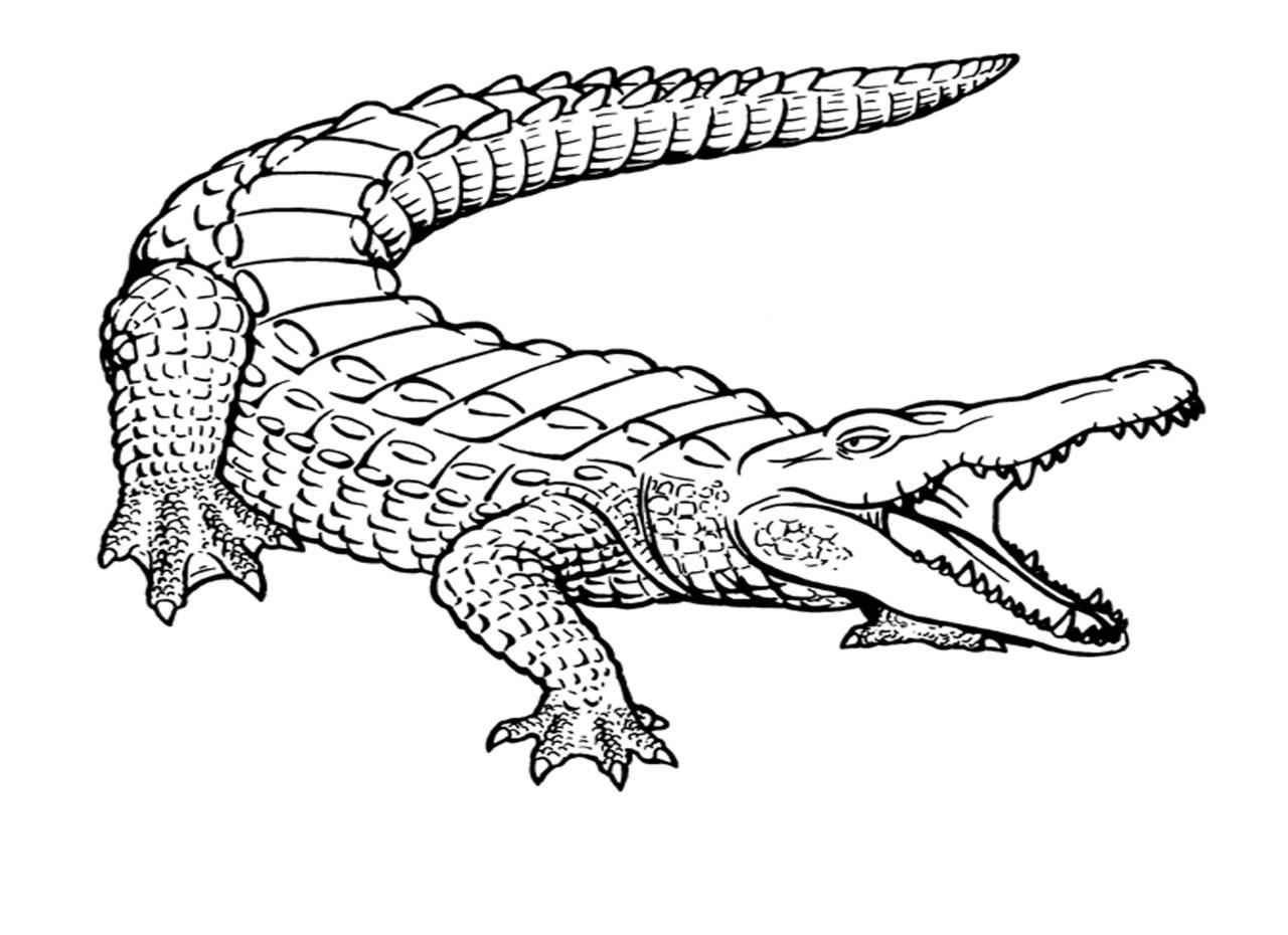 Preschool Crocodile Coloring Pages