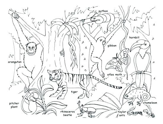 Wild Animals Realistic Jungle Animals Coloring Pages