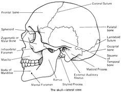 Human Skull Coloring Pages Anatomy