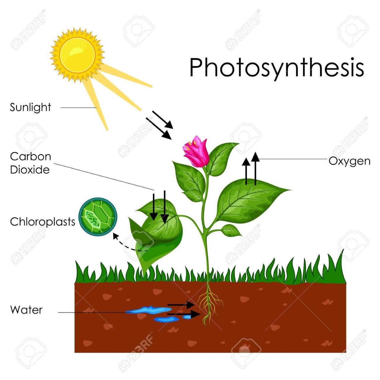 Photosynthesis Process Diagram Worksheet