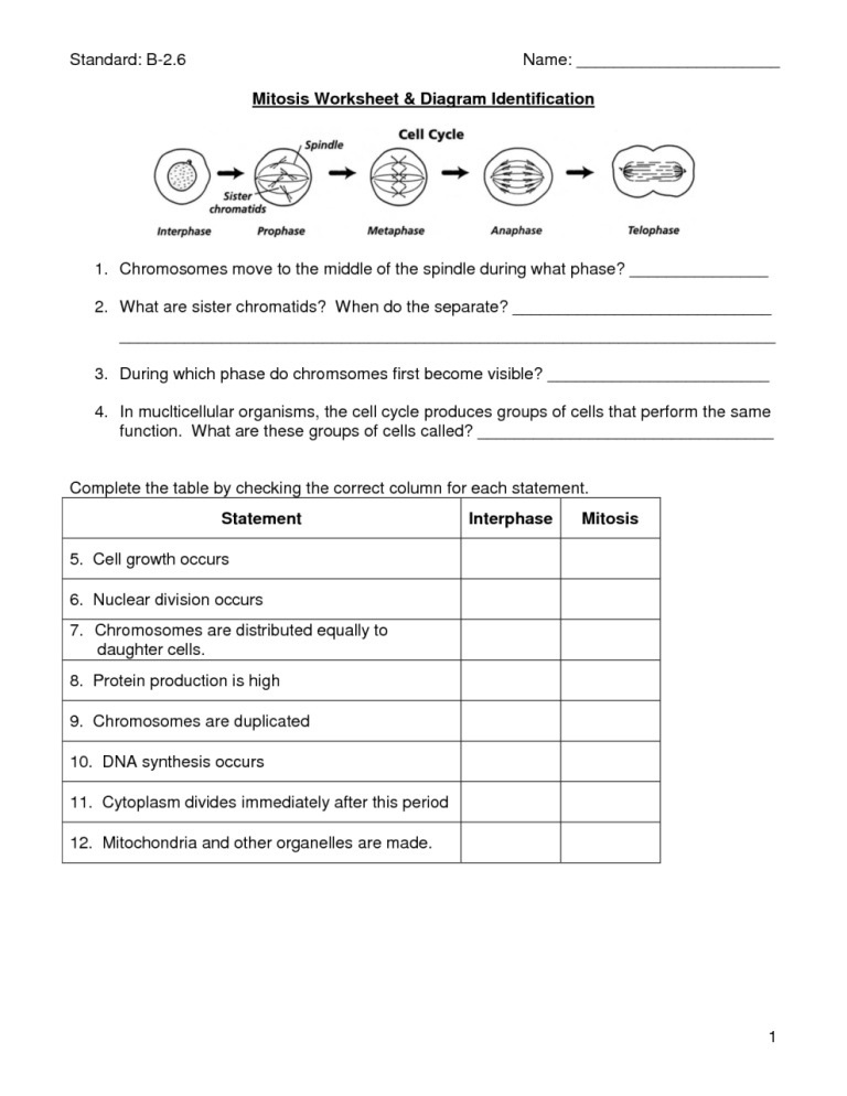 Biology Mitosis Worksheet Answers