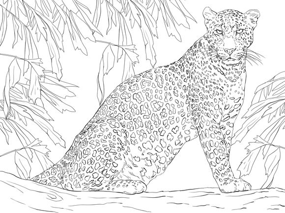 Snow Leopard Coloring Pages
