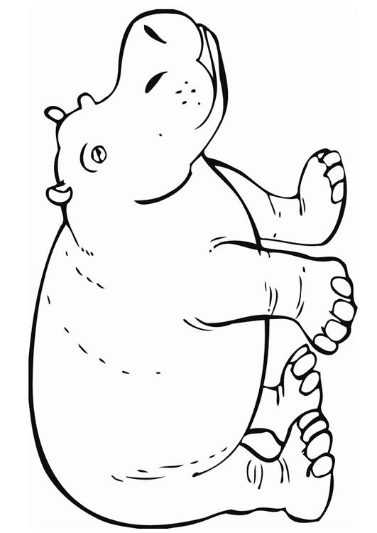 Hippo Coloring Pages Free