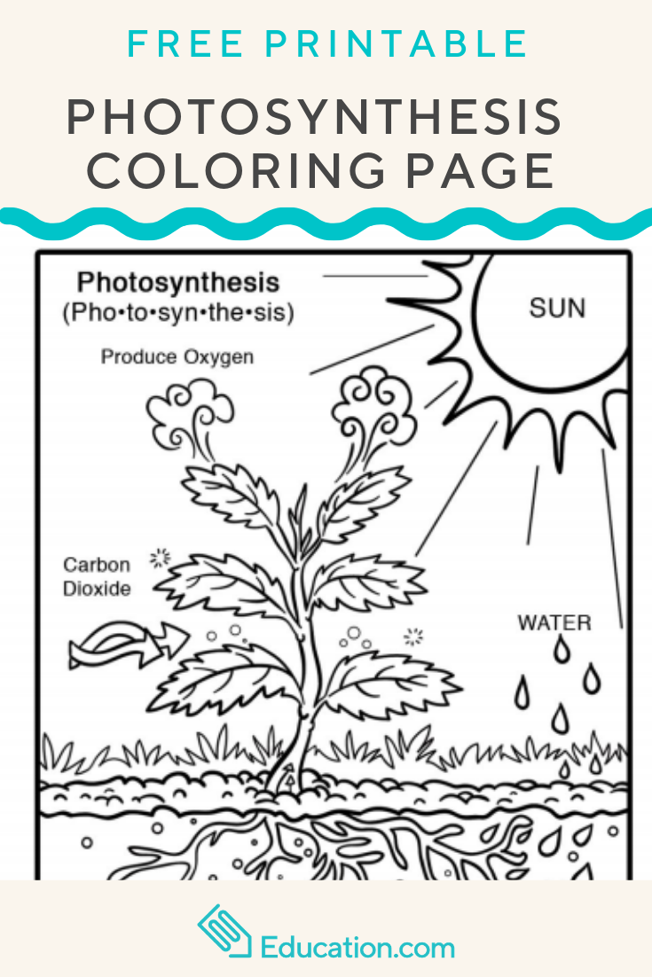 Coloring Science Worksheets For Kindergarten