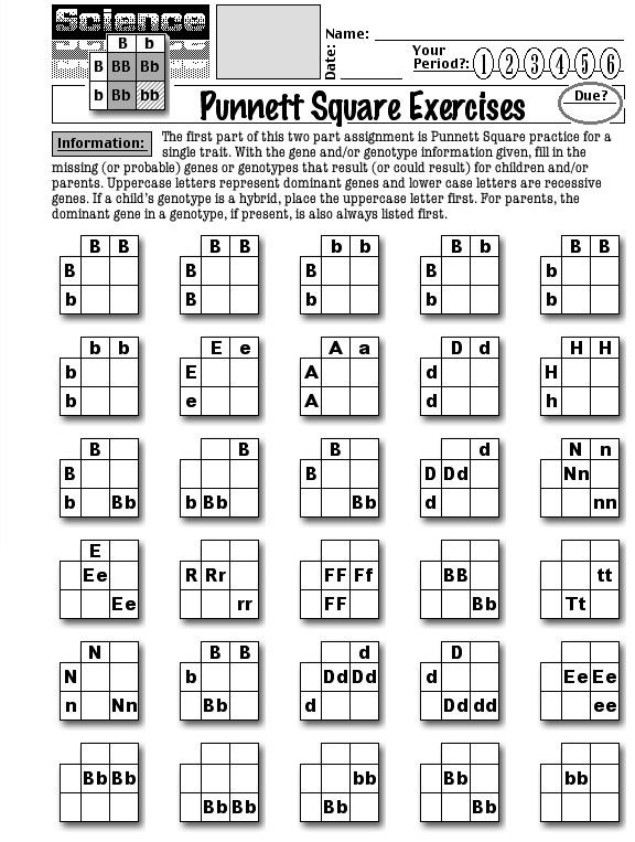 Punnett Square Worksheet 1 Answer Sheet