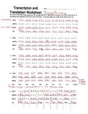 Key Transcription And Translation Worksheet Answers