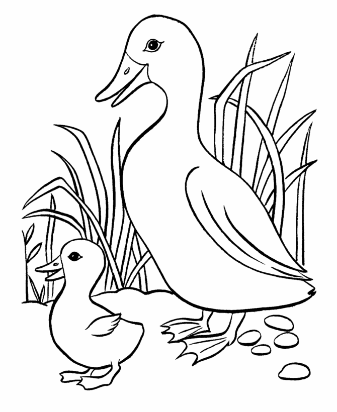 Duck Coloring Pages For Toddlers