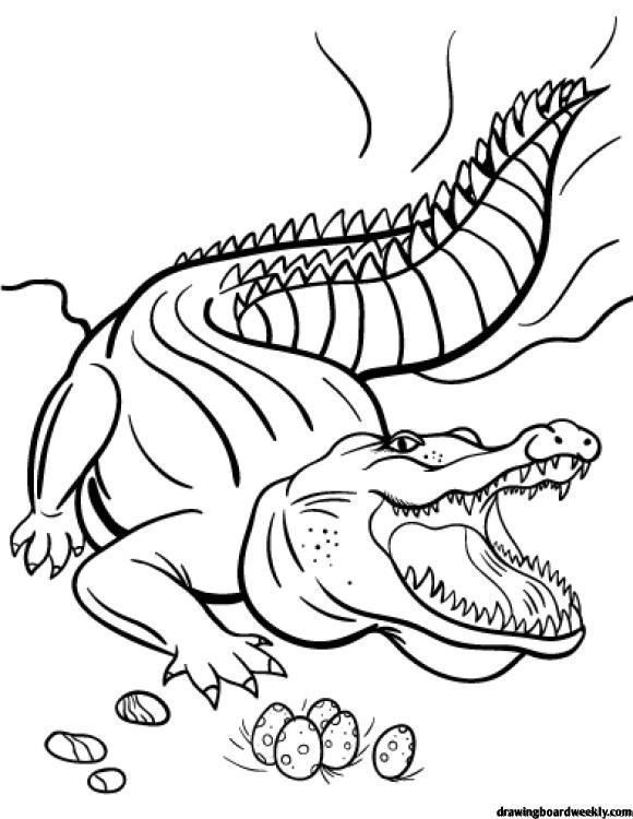 Cute Crocodile Coloring Pages