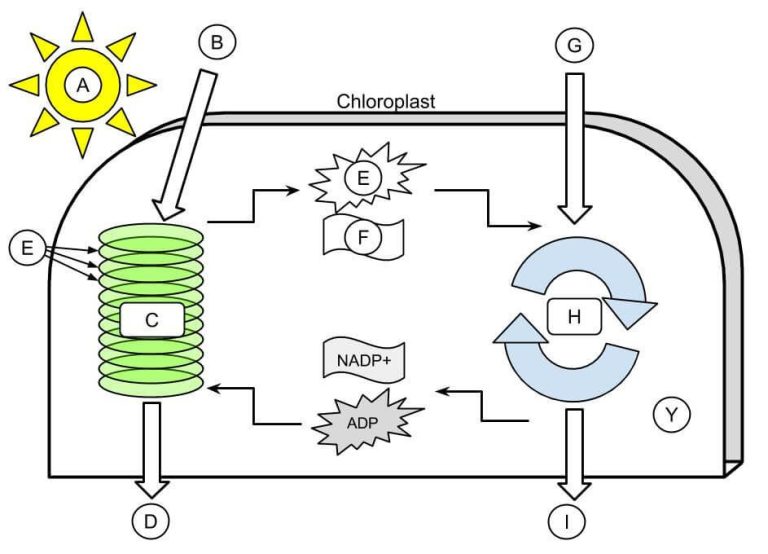 Photosynthesis & Chloroplast Diagram Labeling Worksheet