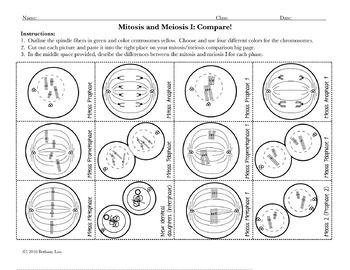 Meiosis And Mitosis Worksheet Pdf