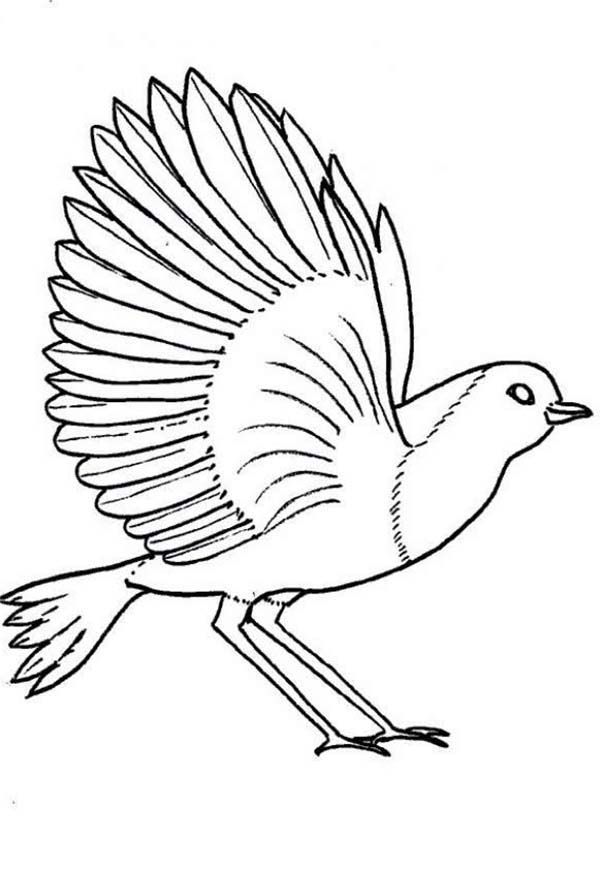 Robin Coloring Pages Bird
