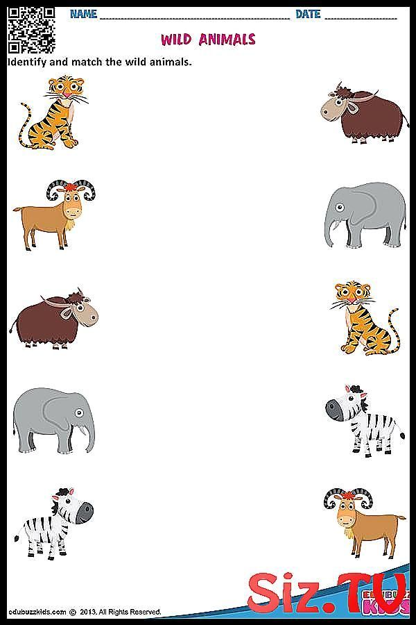 Printable Wild Animals Worksheets For Preschoolers