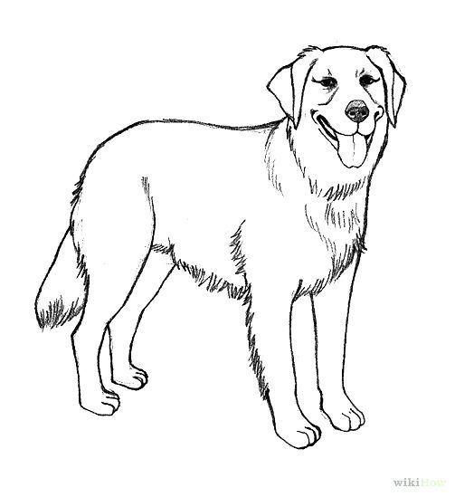 Puppy Coloring Pages Realistic