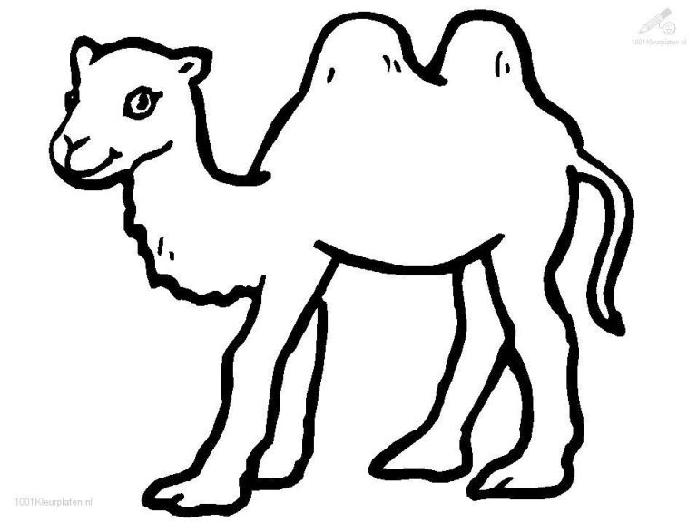 Clipart Camel Coloring Page