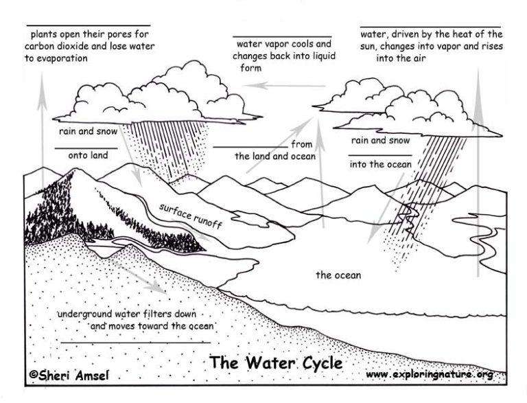 5th Grade Labeling The Water Cycle Worksheet Answers