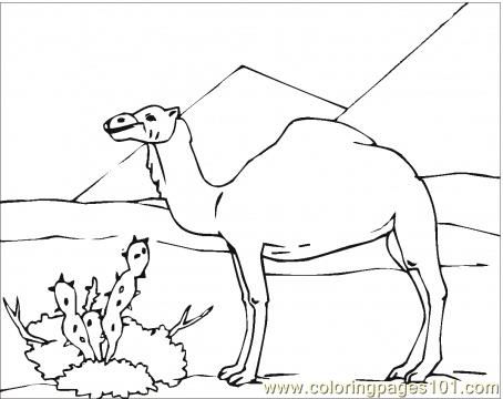 Realistic Camel Coloring Page