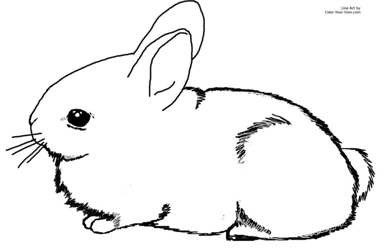 Bunny Coloring Pages Easy