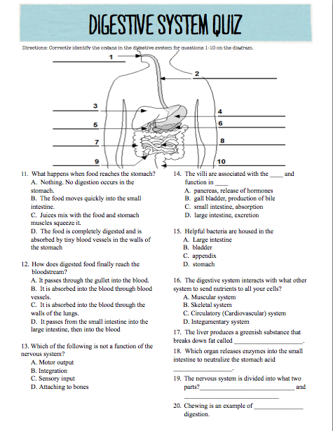 College Digestive System Worksheet Pdf