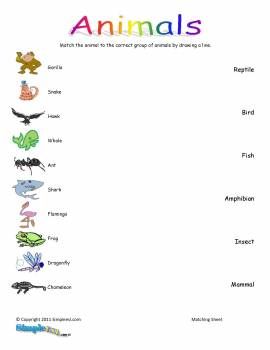 3rd Grade Classification Of Animals Worksheet