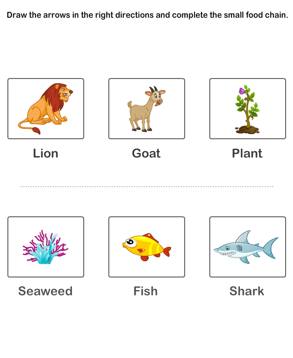 Food Chain Worksheets For Kids
