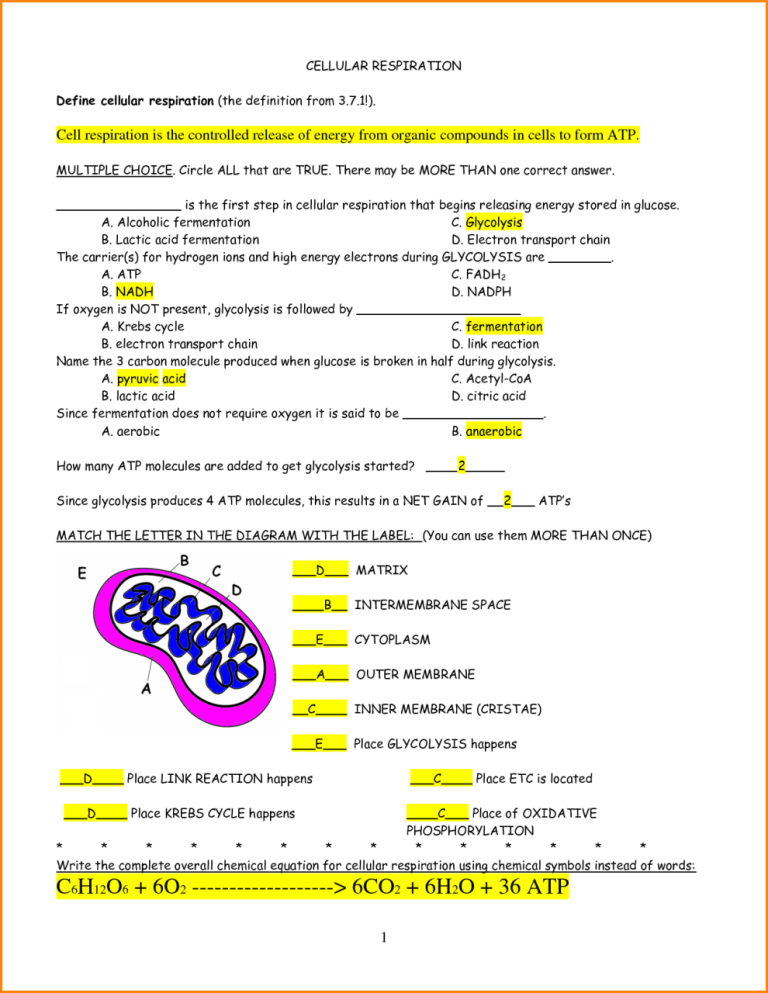 Photosynthesis Worksheet Pdf Answers