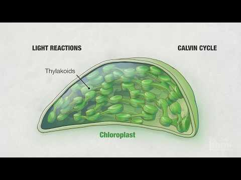 Hhmi Biointeractive Photosynthesis Worksheet Answers