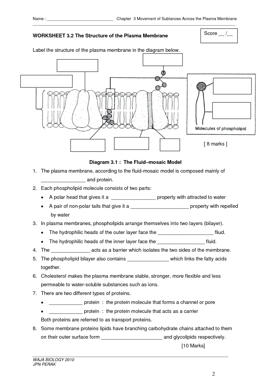 Diffusion And Osmosis Worksheet Answers Key Page 2
