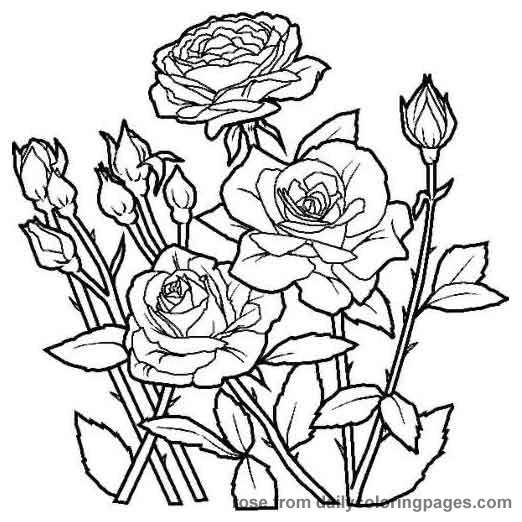 Spring Rose Flower Coloring Pages