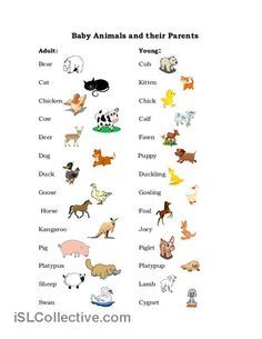 Spanish Animals Worksheet Ks2