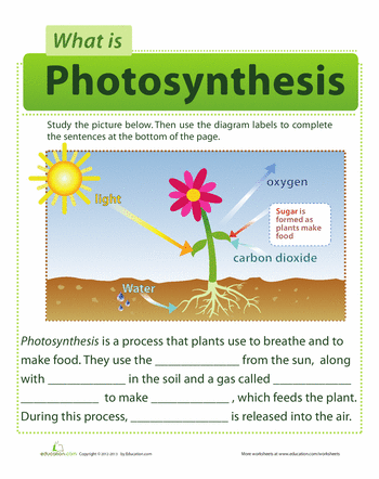 Activity Photosynthesis Worksheet Pdf