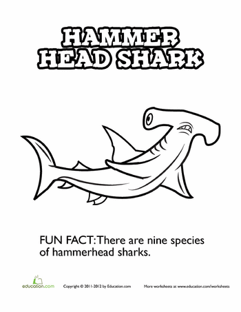 Hammerhead Shark Pictures To Color