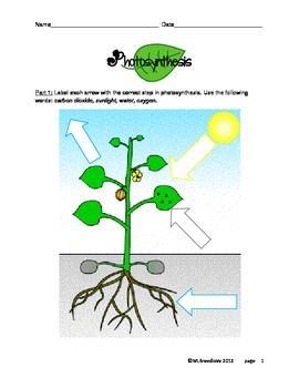 Photosynthesis Worksheet Pdf Grade 5