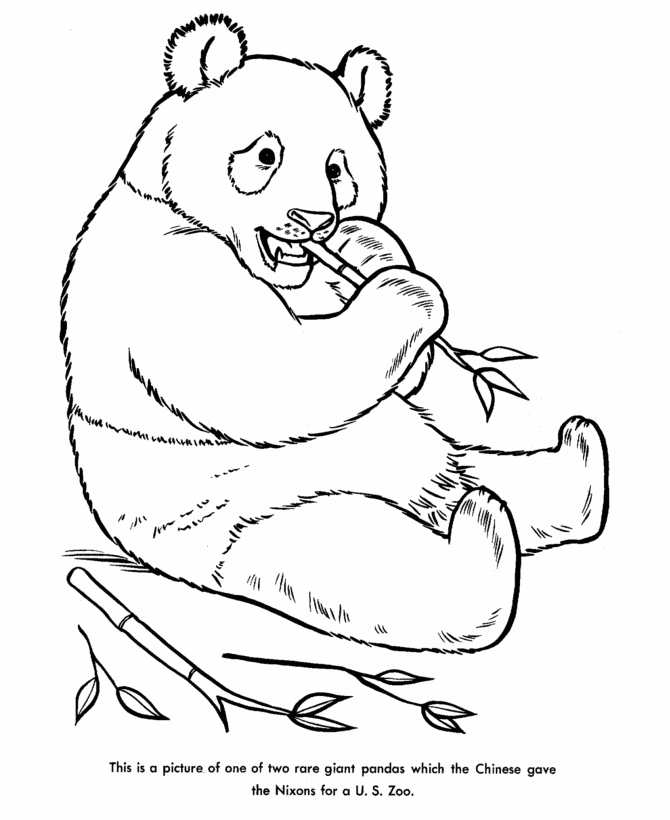 Panda Coloring Pages Cute