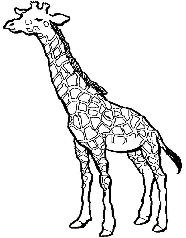 Giraffe Coloring Picture