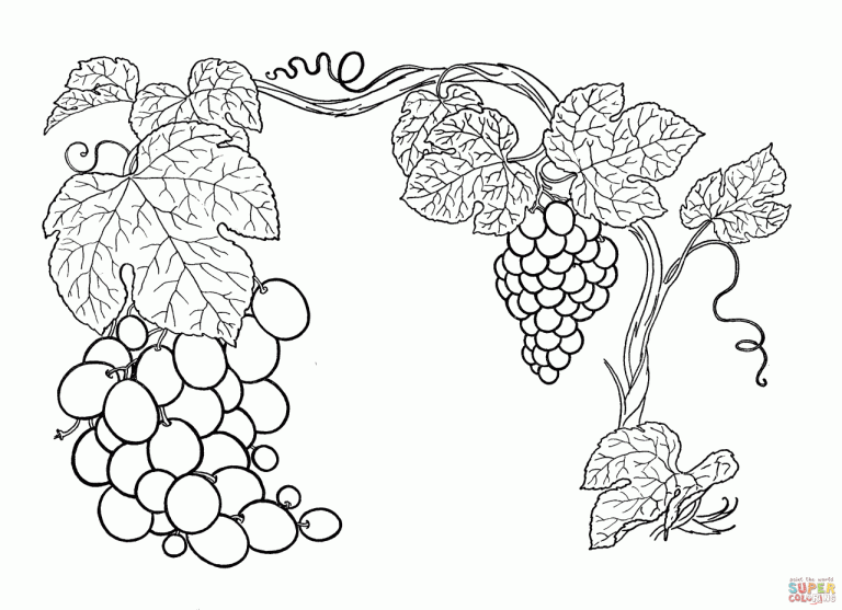 Grapes Coloring Page Clipart