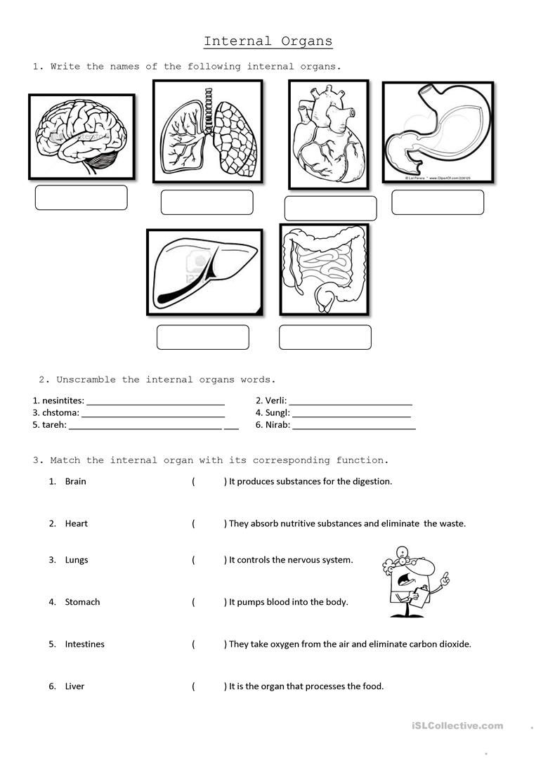 Digestive System Worksheet Pdf Grade 6