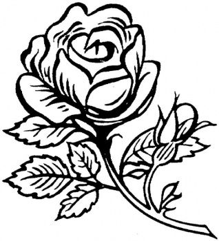 Beautiful Rose Flower Coloring Pages