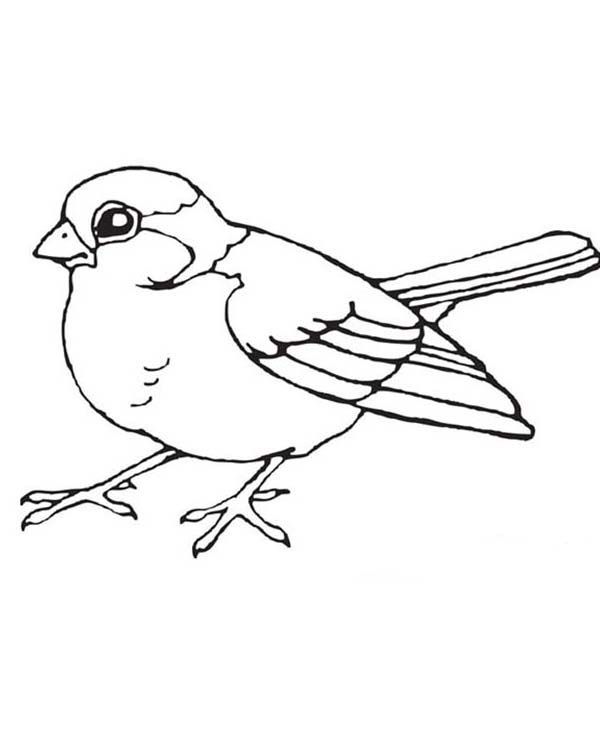 Robin Coloring Pages For Kids