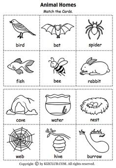 Habitat Of Animals Worksheet Grade 3