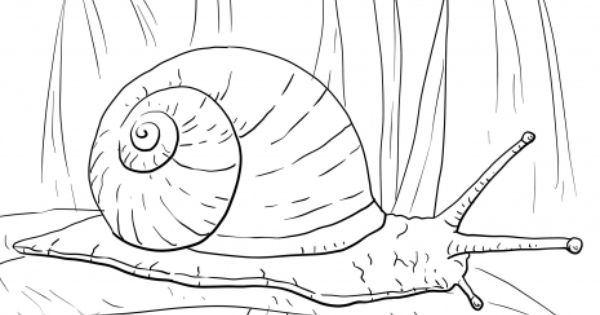 Snail Coloring Pages For Toddlers