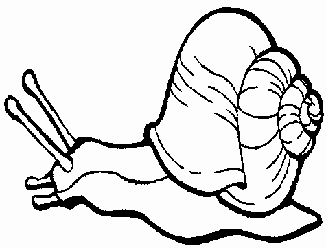 Snail Coloring Page Free