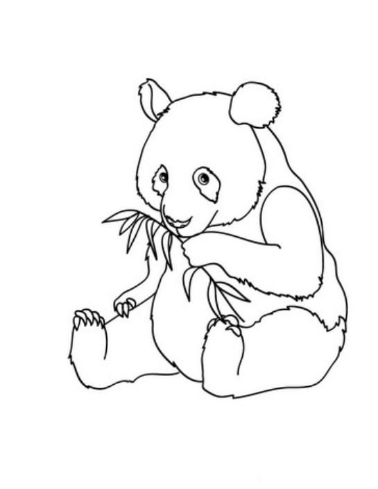 Baby Shark Coloring Page Free