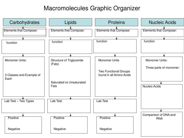 Ap Biology Macromolecules Worksheet