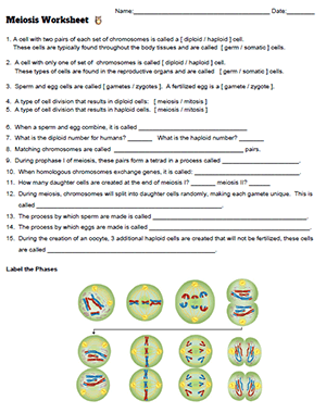 Meiosis Worksheet Answers Biology Corner