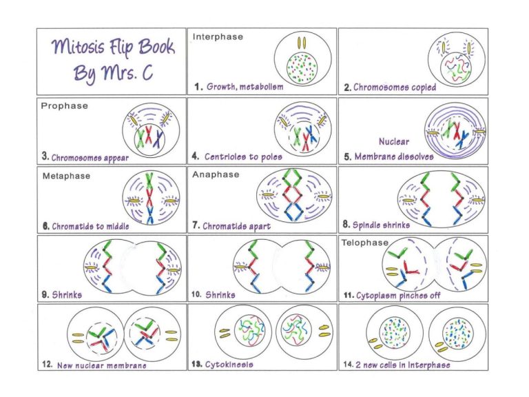 Stages Of Meiosis Worksheet Answer Key