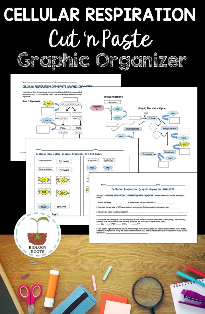 Worksheet Cellular Respiration Graphic Organizer Answer Key