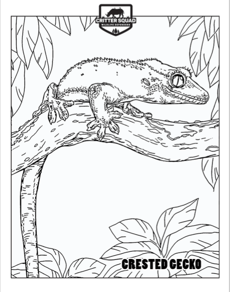 Crested Gecko Coloring Page
